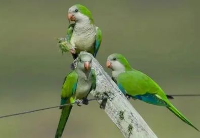 绿和尚鹦鹉怎么分公母?来get下吧