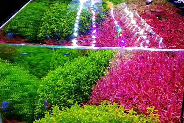 1米鱼缸需要多少水草泥 1米鱼缸需要多少水草泥