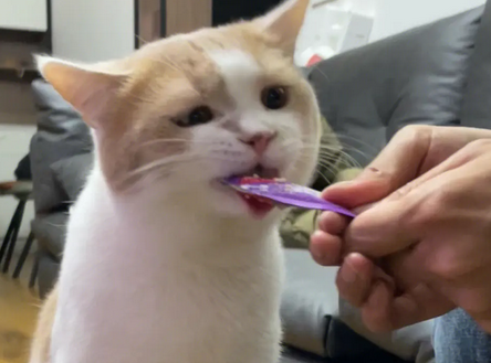 猫条一天吃多少合适