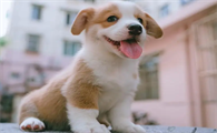 一文详解:狗狗鼻子干怎么办?