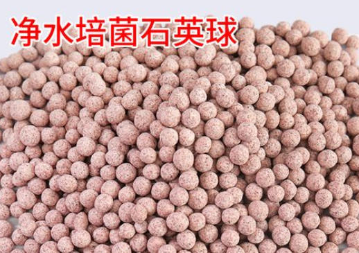 硝化细菌什么样