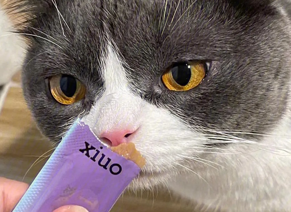 猫咪可以吃猫条吗
