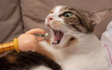猫咪如何驱虫体内驱虫