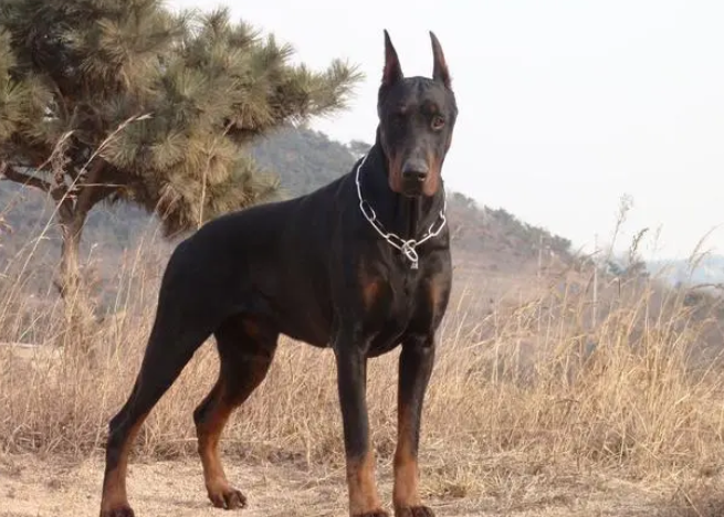 杜宾犬能打过德牧吗?还不快来看看 杜宾犬能打过德牧吗?还不快来看看