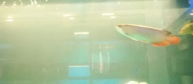 鱼缸水变浑浊怎么补救