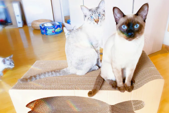 猫抓板用什么好