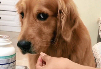 狗狗用什么感冒药好