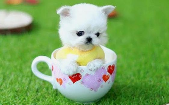 茶杯犬的家 茶杯犬的家