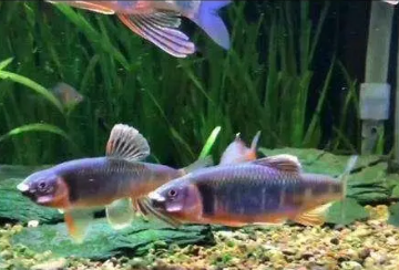 鱼缸养鱼的水质怎么调理好