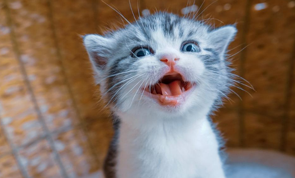 猫发出低吼是什么情况？可能受到了环境的威胁！