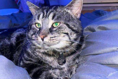 猫界“忧郁哥”走红,沮丧小脸引人注目,被收养后360°大转变 猫界“忧郁哥”走红,沮丧小脸引人注目,被收养后360°大转变