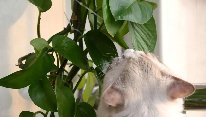 猫咪为什么咬绿萝?可不仅是好奇! 猫咪为什么咬绿萝?可不仅是好奇!