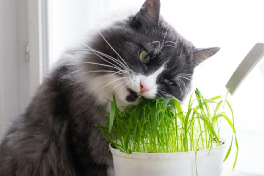 猫草是什么样子 猫草是什么样子