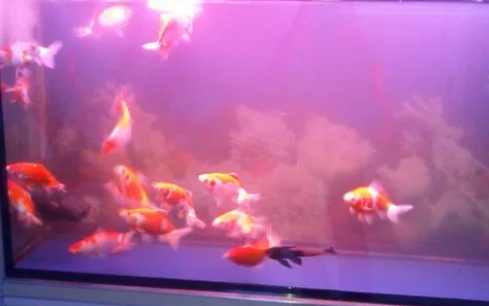 鱼缸水浑浊原因和处理方案 鱼缸水浑浊原因和处理方案