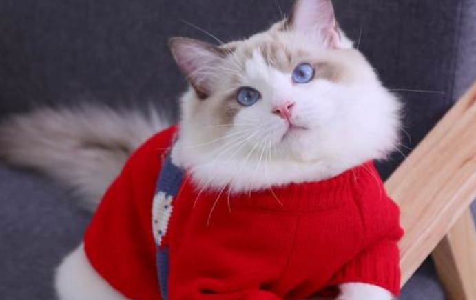 猫适合什么属相的人养
