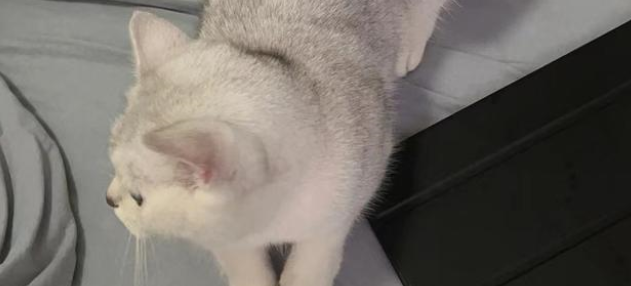 猫多久才会认主人？新手来看看