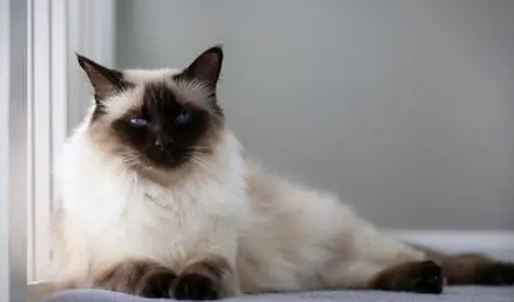 巴厘猫眼睛红肿糜烂怎么治疗?来看看吧 巴厘猫眼睛红肿糜烂怎么治疗?来看看吧