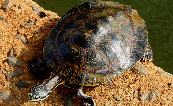 乌龟小课堂：希氏蟾龟是保护动物吗？