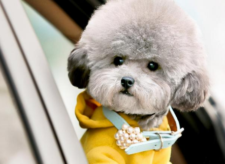 怎么挑选泰迪犬？一文教会你！