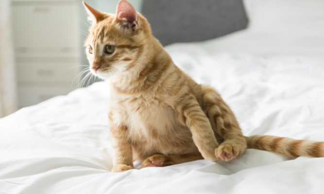 应该给猫喝什么水?矿泉水OK吗? 应该给猫喝什么水?矿泉水OK吗?