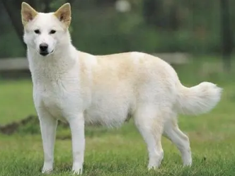 卡南犬吃什么对毛好？具体看这里！
