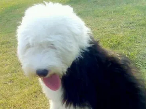 古牧是禁养犬吗？我猜一定有人不知道。