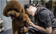 宠物美容师前景怎样