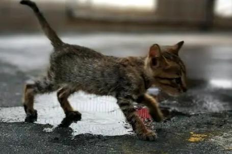 流浪猫为什么怎么赶都不走？爱猫人士来瞧瞧。