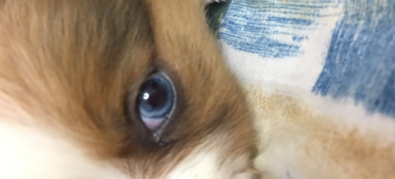 想知道土狗为什么会蓝眼睛的原因?来看看吧 想知道土狗为什么会蓝眼睛的原因?来看看吧