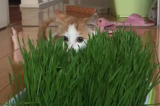 如何用水种猫草 如何用水种猫草