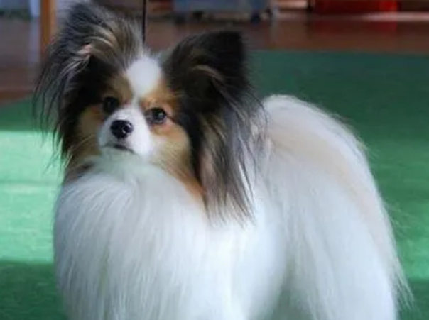 蝴蝶犬怎么训练大小便?主人来看看吧 蝴蝶犬怎么训练大小便?主人来看看吧