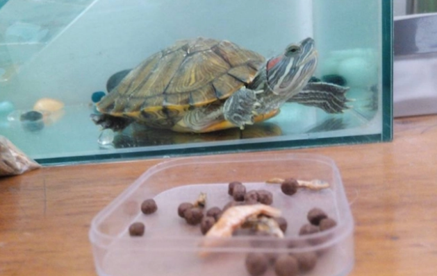乌龟吃鱼粮吗