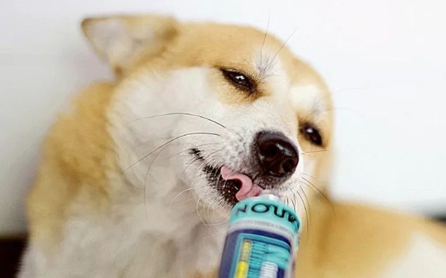 狗狗营养膏吃多了会怎么样