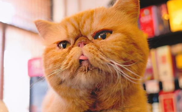 加菲猫为什么不会叫?一起来了解一下! 加菲猫为什么不会叫?一起来了解一下!