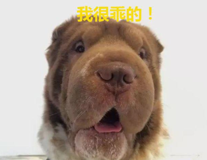 救助站领回一只狗，和原住民一样，查DNA后……