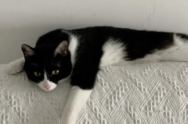 奶牛猫为什么很聪明?铲屎官来get下吧 奶牛猫为什么很聪明?铲屎官来get下吧