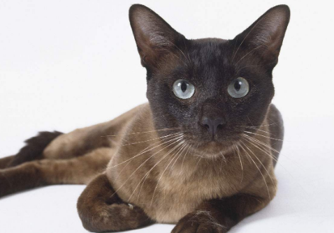 东奇尼猫怎么养?主人要看看! 东奇尼猫怎么养?主人要看看!