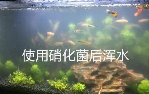 硝化细菌的用处是什么呢 硝化细菌的用处是什么呢