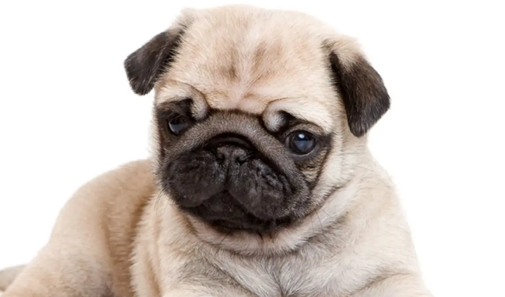 巴哥犬只认一个主人吗？它忠诚吗？