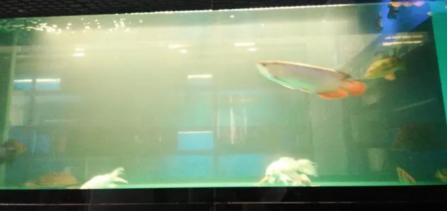鱼缸水成白雾怎么处理