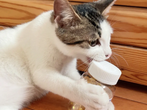 猫咪吃鱼油有什么用 猫咪吃鱼油有什么用