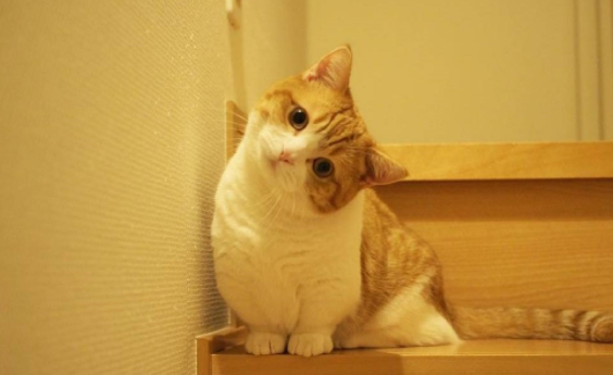 一文为你解答，猫为什么发出狗生气的声音？