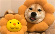 宠物app创意取名
