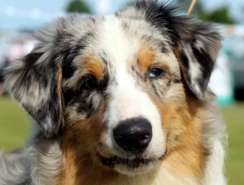 澳洲牧羊犬好养吗?怎么养正确? 澳洲牧羊犬好养吗?怎么养正确?