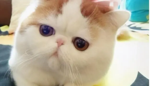 加菲猫小猫价格 加菲猫小猫价格