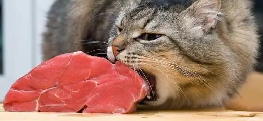 猫可以吃牛肉吗？饲养时需要注意哦~