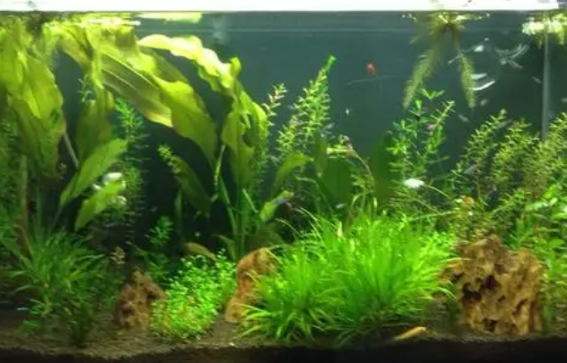 鱼缸不种水草能养鱼吗