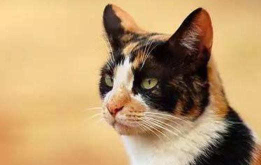 晚上门外有猫叫千万别出去