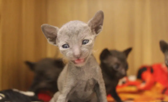 柯尼斯卷毛猫掉毛程度如何？速速来了解一下！