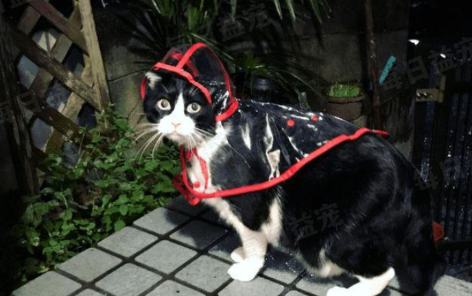 自从养了奶牛猫,我患上了“恐猫症” 自从养了奶牛猫,我患上了“恐猫症”
